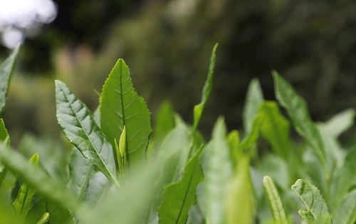 茶葉大國應(yīng)用，土壤養(yǎng)分檢測儀可以對茶葉合理施肥有何等指導(dǎo)作用？