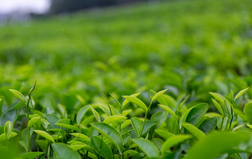 土壤溫濕度儀助推傳統(tǒng)茶產(chǎn)業(yè)優(yōu)質(zhì)發(fā)展，指導(dǎo)灌溉作業(yè)