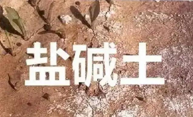 作物為什么生長不健康，用土壤EC計測測便知