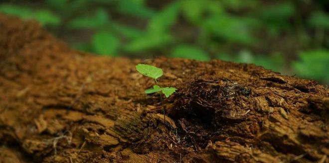 如何快速測(cè)定土壤墑情？用土壤墑情速測(cè)儀