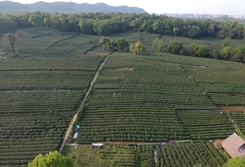 肥料不是越多越，利用測土儀提高化肥利用率