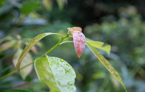 如何利用土壤墑情測(cè)量?jī)x指導(dǎo)香樟樹(shù)培育？