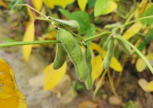 大豆種植不景氣？土壤養(yǎng)分測(cè)試儀找到了新出路