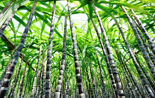 土壤水分測(cè)定儀受到甘蔗種植戶(hù)的應(yīng)用