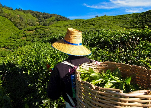 茶園里面的土壤應(yīng)該如何檢測(cè)？利用土壤儀器對(duì)茶園土壤的有效管理