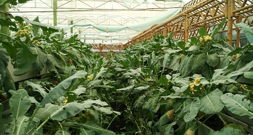 大棚土壤鹽漬化會對蔬菜種植（根、葉、果）帶來哪些危害？