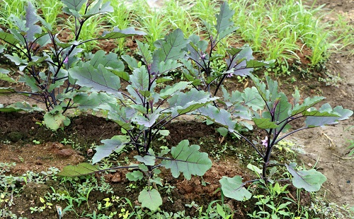 夏季育苗三個(gè)注意事項(xiàng)，了解土壤墑情很重要